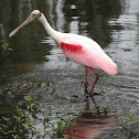 Roseate Spoonbill
