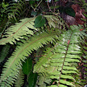 Fern