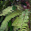 Fern