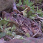 Toad