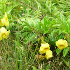 Allamanda