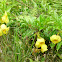 Allamanda