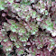 Dragon blood sedum
