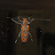 Elm Borer