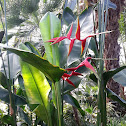 wild plaintain