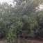 Liquidambar