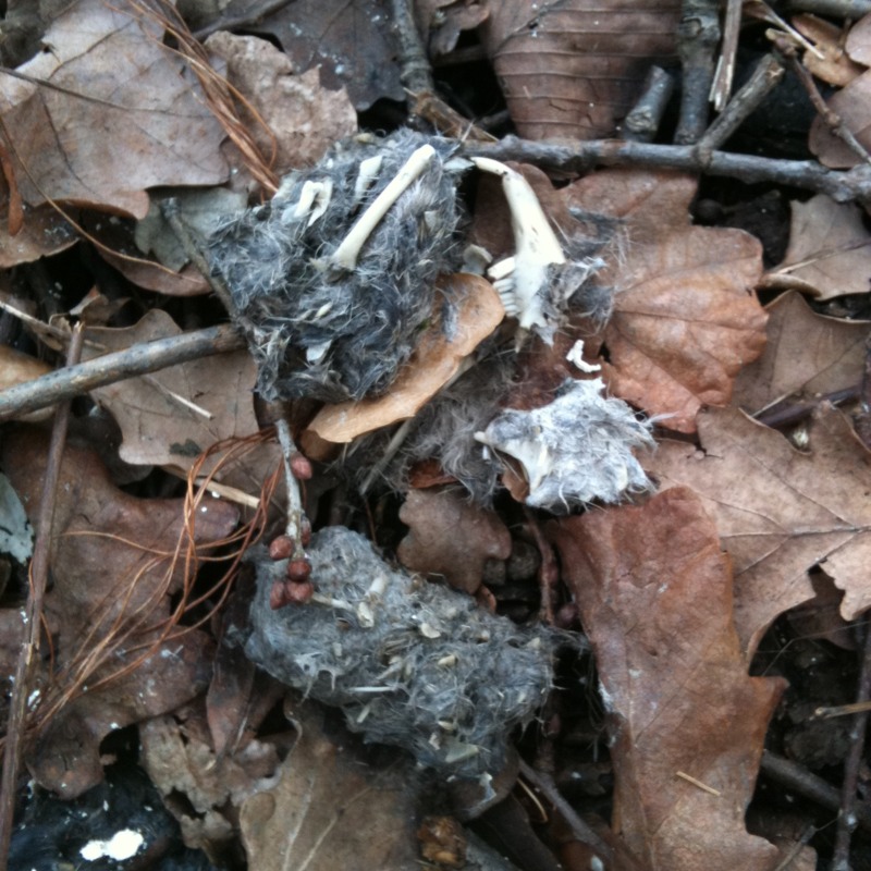 Pellets of Great Horned Owl
