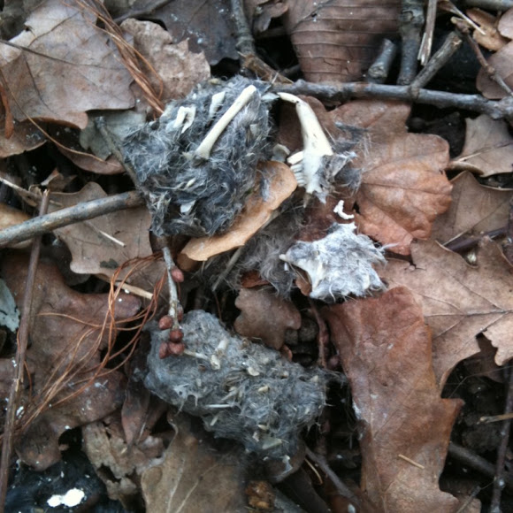 Spotting Image 1