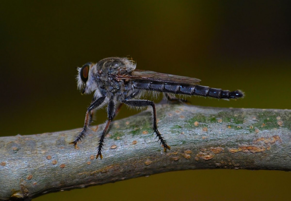 Robber fly