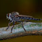 Robber fly