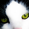 Cats of the world