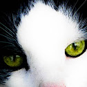Feline