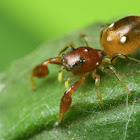 Jumping Spider