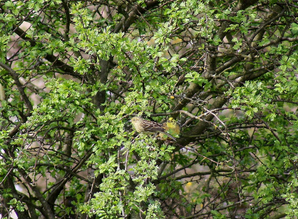 Spotting Image 1