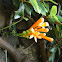 Orange Trumpet