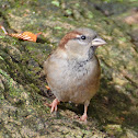 House sparrow