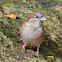 House sparrow