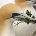 Australasian Gannet