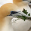 Australasian Gannet