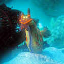 Nembrotha sp.
