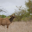 Greater Kudu