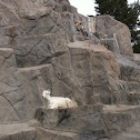Rocky Mountain Bighorn Sheep