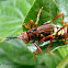 Katydid nymph
