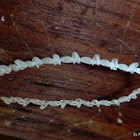 Lacewing Eggs