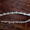 Lacewing Eggs