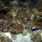 Picassofish / Lagoon Triggerfish