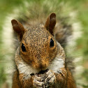 Eastern gray squirrel eating sunflower seeds