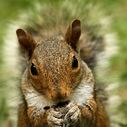 Eastern gray squirrel eating sunflower seeds