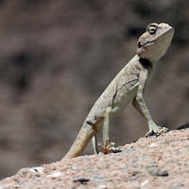 Wildlife of the Sinai Peninsula