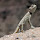 Wildlife of the Sinai Peninsula