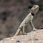 Sinai Agama