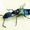 Rove beetle