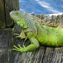 Green iguana