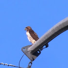 Red-tailed Hawk