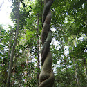 Monkey ladder vine?