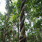Monkey ladder vine?