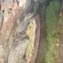 Crocodile