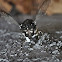 Mariposa nocturna