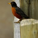 American Robin