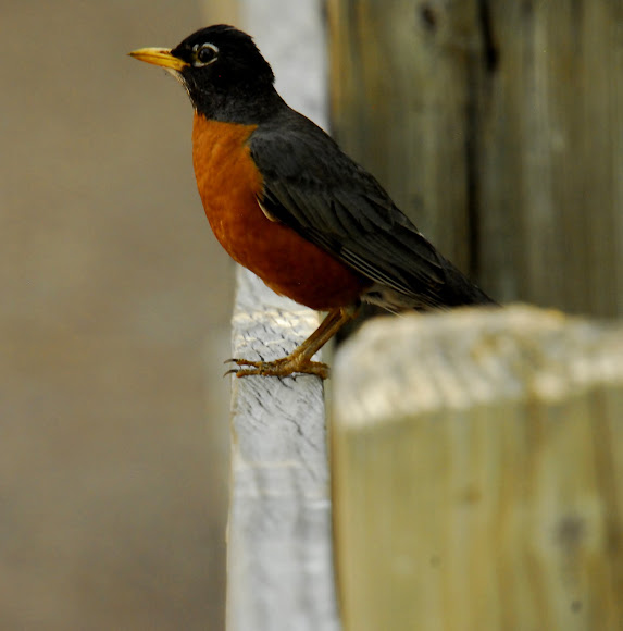 Spotting Image 1