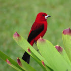 Brazilian Tanager