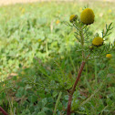 Chamomile or camomile