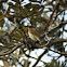 Lewin's Honeyeater