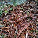 corn snake