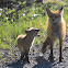 Red Fox