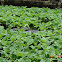 Water Cabbage